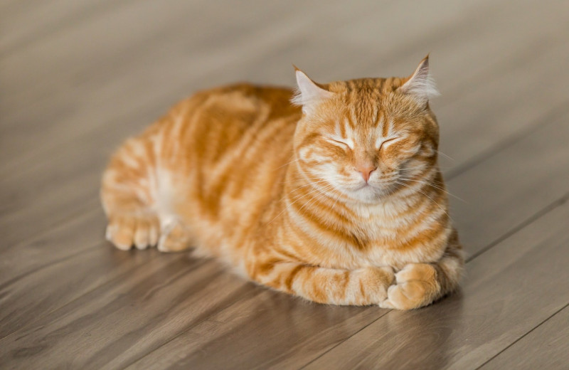 Как охладить котиков в жару: 6 способов защитить питомца от перегрева