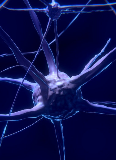 Донорские нейроны восстанавливают работу мышц при боковом амиотрофическом склерозе