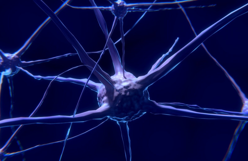 Донорские нейроны восстанавливают работу мышц при боковом амиотрофическом склерозе