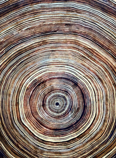 Годичные кольца деревьев помогают ученым понять разрушительные солнечные бури