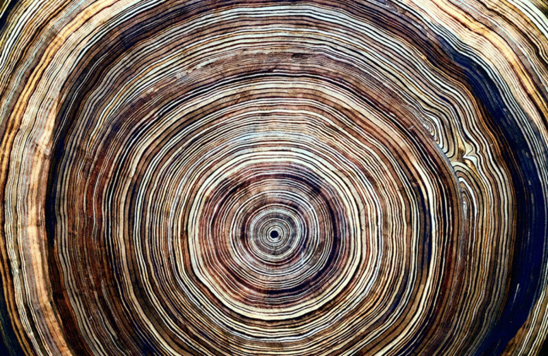 Годичные кольца деревьев помогают ученым понять разрушительные солнечные бури