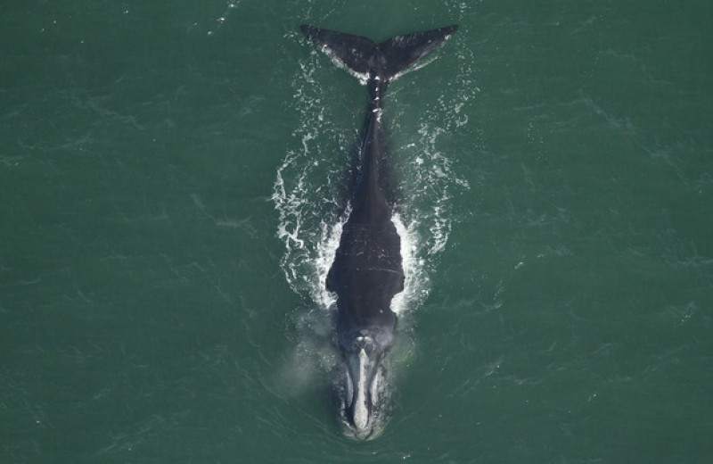 Северные гладкие киты за сорок лет стали на метр короче