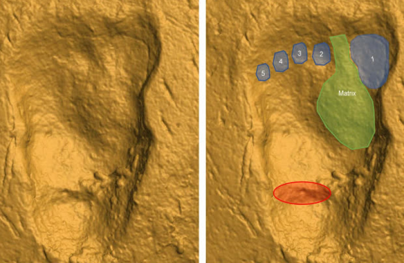 Неизвестный гоминин прогулялся по вулканическому пеплу 3,6 миллиона лет назад