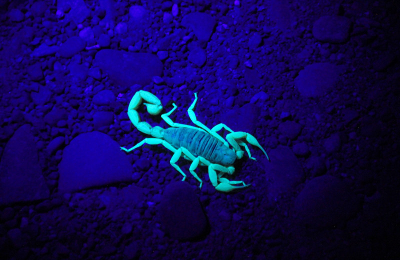 Почему скорпионы светятся в темноте?
