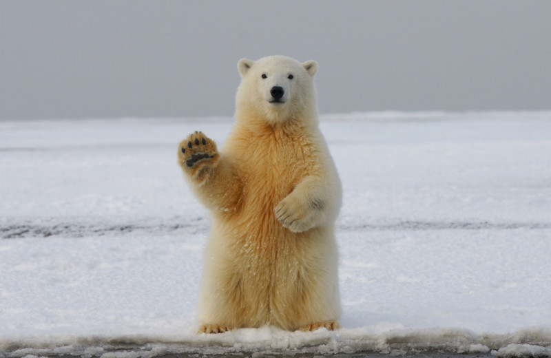 Почему в Антарктиде нет белых медведей?