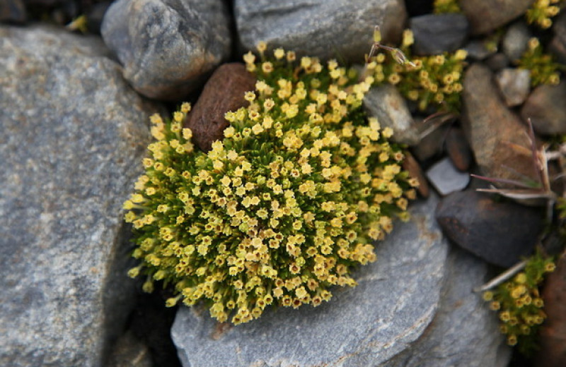Антарктические цветковые быстро расширили ареал благодаря ускорившемуся потеплению
