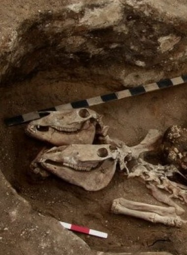 В северном Казахстане обнаружили следы ранней верховой езды Бронзового века