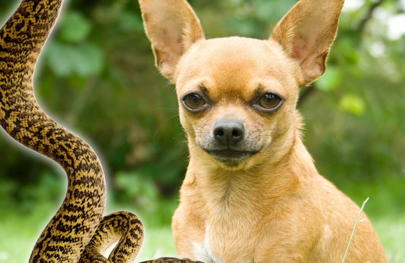 Бой чихуахуа и змеи: 8 историй о невероятных собаках, спасших детей