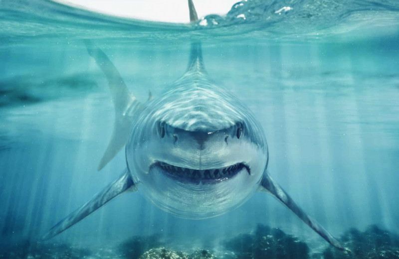 10 самых больших акул в мире