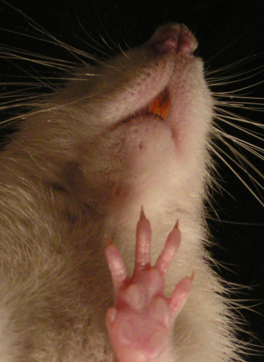Крысы зажгли под Моцарта: у животных выявили способность двигаться в такт музыке