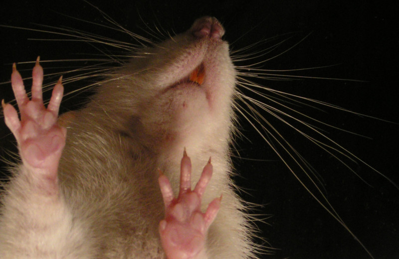 Крысы зажгли под Моцарта: у животных выявили способность двигаться в такт музыке