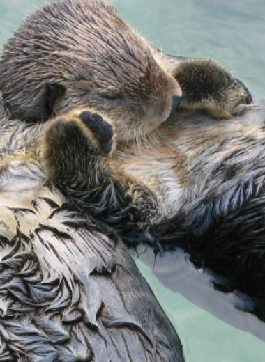 Милейший инстинкт самосохранения: почему выдры держат друг друга за лапки, когда спят