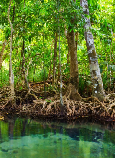«Зеленый» фильтр из синтетической древесины очищает воду так же, как тропические растения
