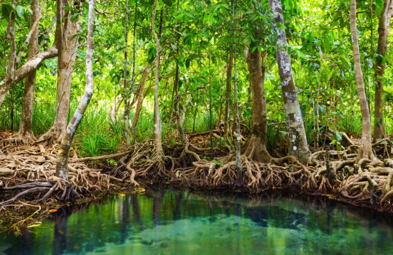 «Зеленый» фильтр из синтетической древесины очищает воду так же, как тропические растения