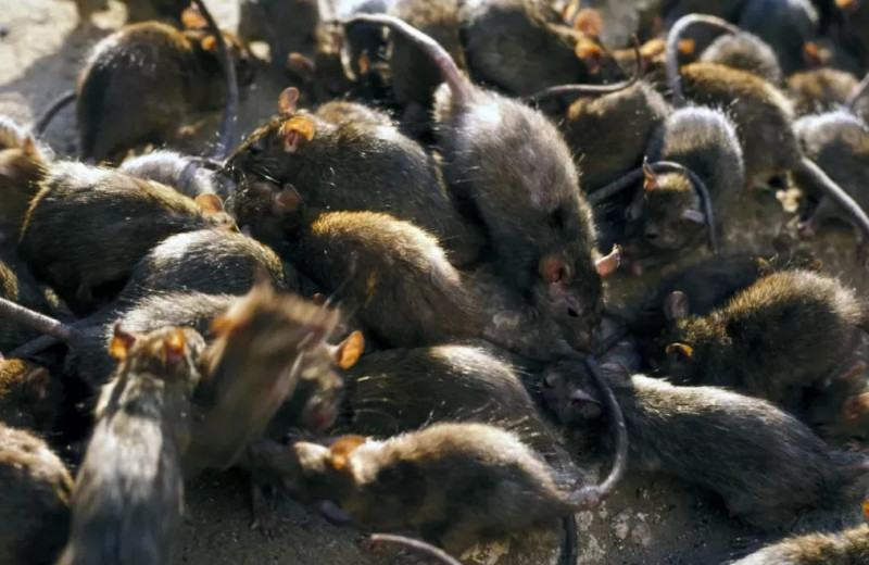 Похоже, крысы не были виновны в пандемии Черной Смерти: новые открытия опровергают расхожую теорию