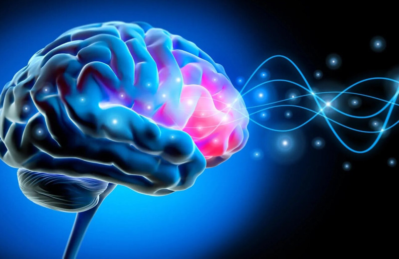 Ученые обнаружили ритм мозга, который позволяет человеку чувствовать свое тело
