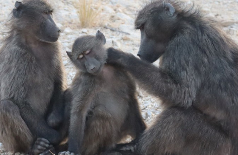 Медвежьи павианы приревновали родителей к сиблингам