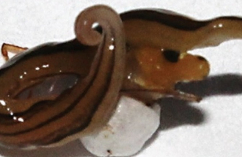 Плоский червь съел защищавшую яйца паучиху