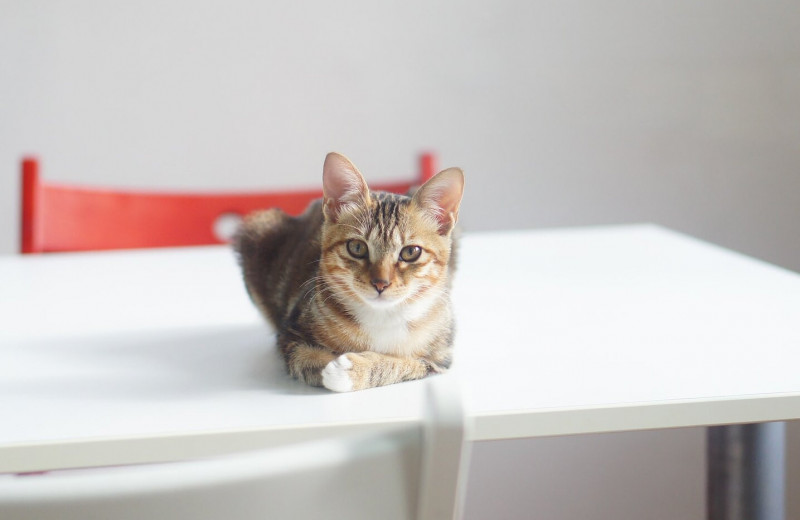 Крики не помогут: как отучить кошку гулять по обеденному столу