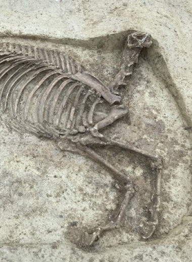 Рядом с могилой всадника времен Меровингов археологи нашли обезглавленную лошадь