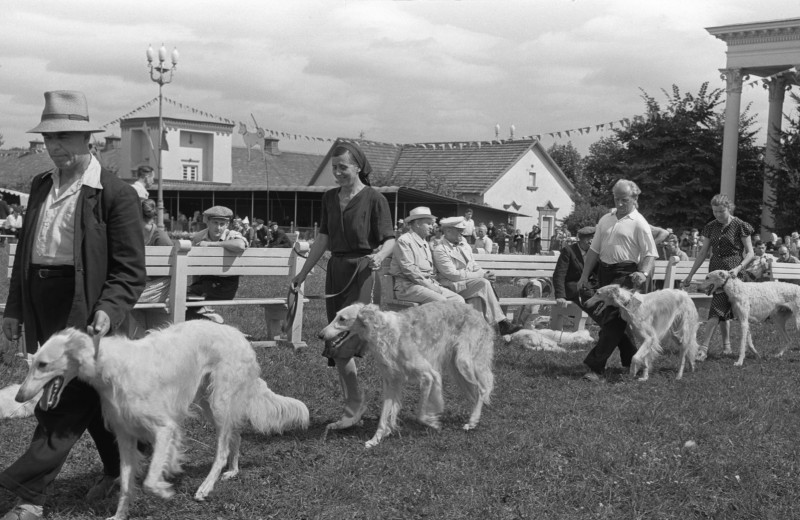 Когда в России прошла первая собачья выставка?