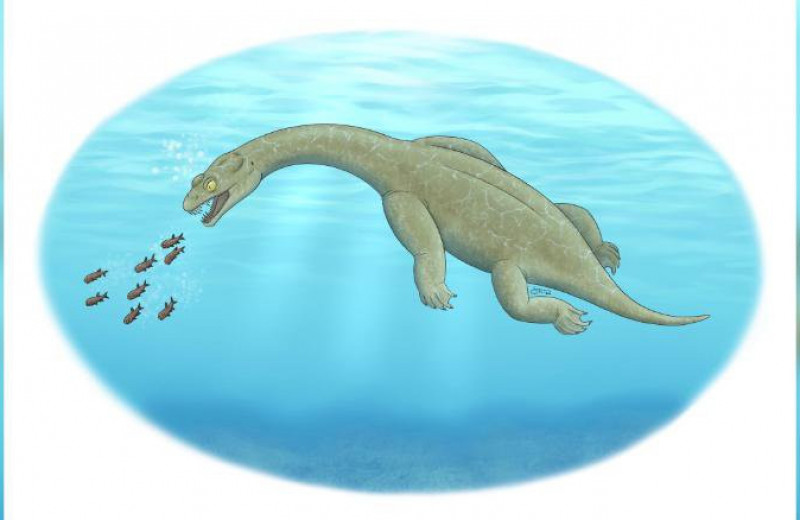В Китае нашли рептилию возрастом 240 миллионов лет, которая отлично охотилась под водой