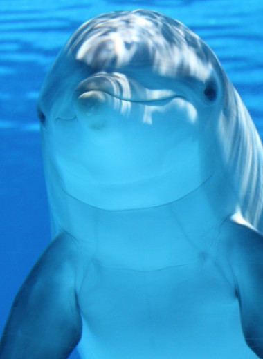 Опытные охотники с необычным хобби: 50 фантастических фактов о дельфинах ― безумно смышленых и таких ласковых существах