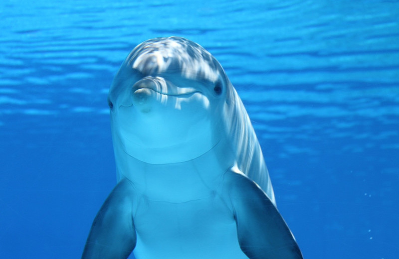 Опытные охотники с необычным хобби: 50 фантастических фактов о дельфинах ― безумно смышленых и таких ласковых существах