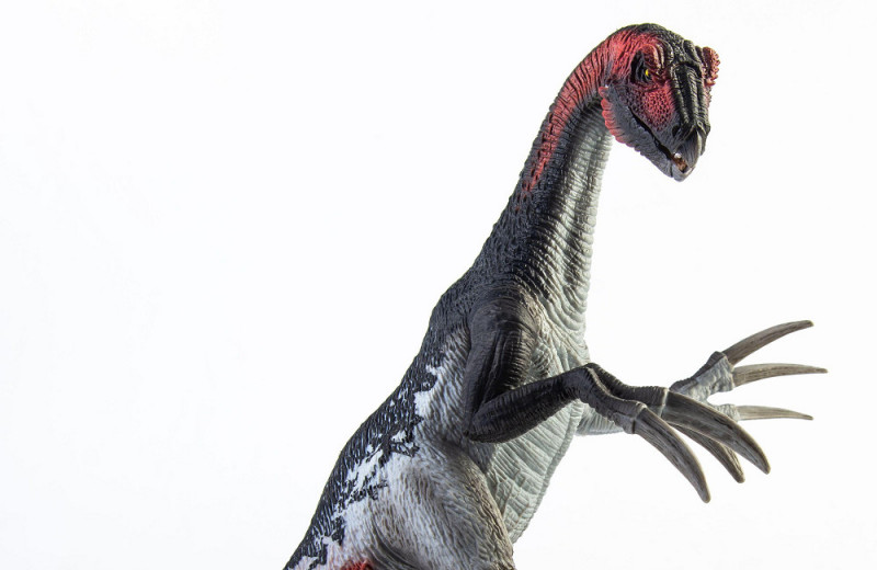 Опознали по зубам: динозавр с лапами-ножницами оказался «гражданином мира»