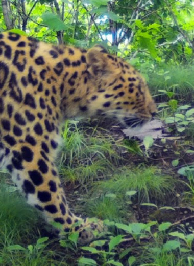 Необычное соседство самки леопарда с дочерью отметили в приморском нацпарке