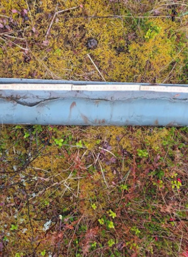 В керне из скандинавского болота обнаружили 9600-летнюю ДНК бурого медведя