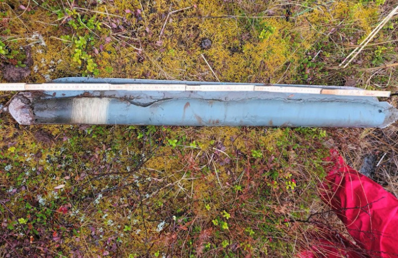 В керне из скандинавского болота обнаружили 9600-летнюю ДНК бурого медведя