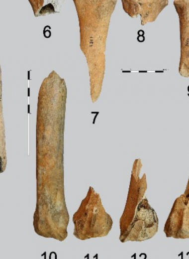 В древнеримской Тамусиде нашли многочисленные останки диких животных