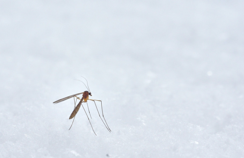 Вот как защититься от укуса комаров: так насекомые больше не будут вам надоедать