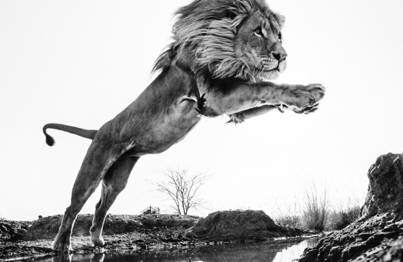 «Встречи с дикой природой»: в Москве проходит фотовыставка Дэвида Ярроу