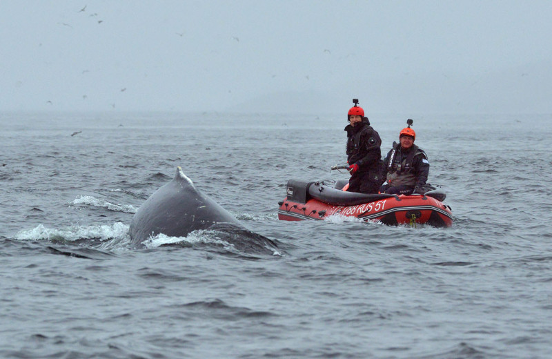 Спасти Станислава: как в России впервые вытащили кита из сетей и почему это произошло