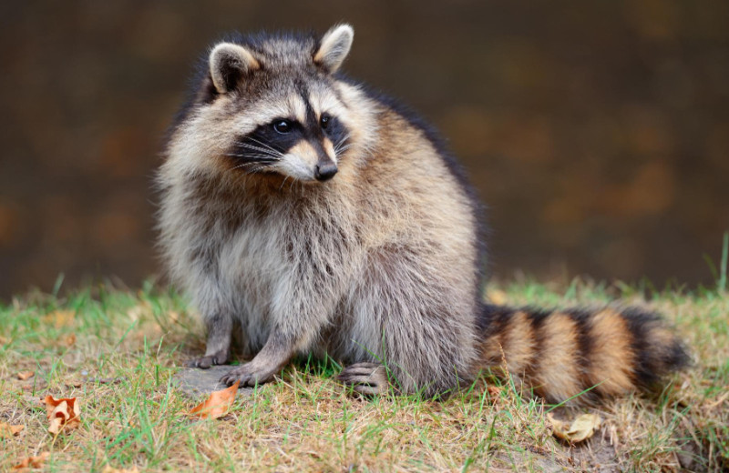 Исследование показало, что еноты способны учиться ради знаний