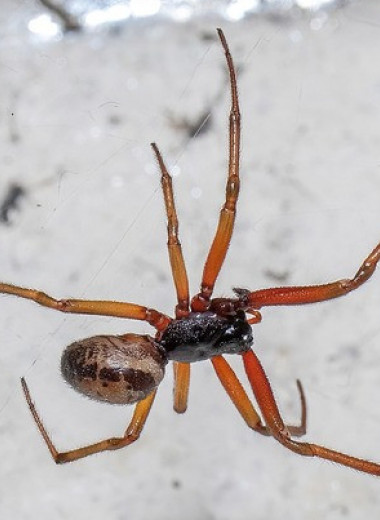 Инвазивных пауков уличили в охоте на британских летучих мышей