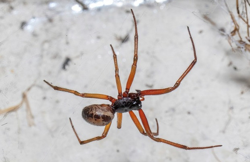 Инвазивных пауков уличили в охоте на британских летучих мышей