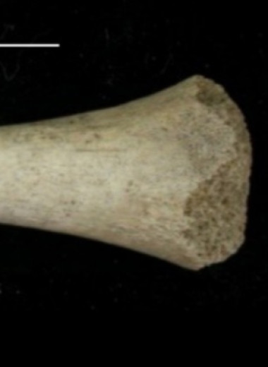 Генетики выявили крайне низкое митохондриальное разнообразие поздних неандертальцев