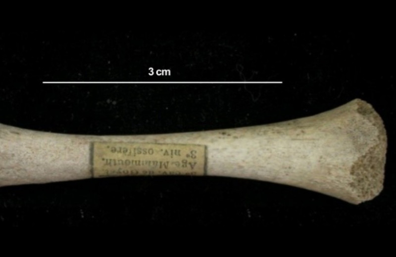 Генетики выявили крайне низкое митохондриальное разнообразие поздних неандертальцев