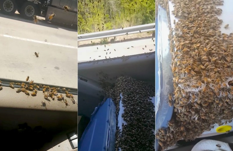 Как проехать 65 км с тысячами пчел в машине: видео