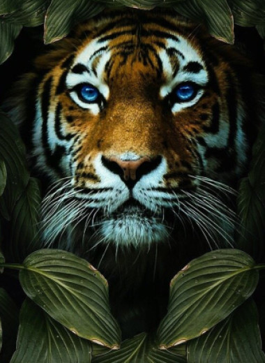Любимое занятие тигров и виды, о которых мало кому известно: 50 фактов о больших и чертовски красивых кошках