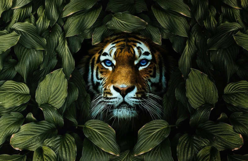 Любимое занятие тигров и виды, о которых мало кому известно: 50 фактов о больших и чертовски красивых кошках