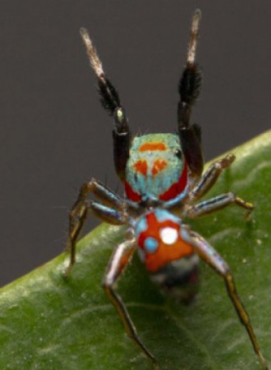 Подражание муравьям защитило скакунчиков от других пауков. А маскировочная окраска — от богомолов