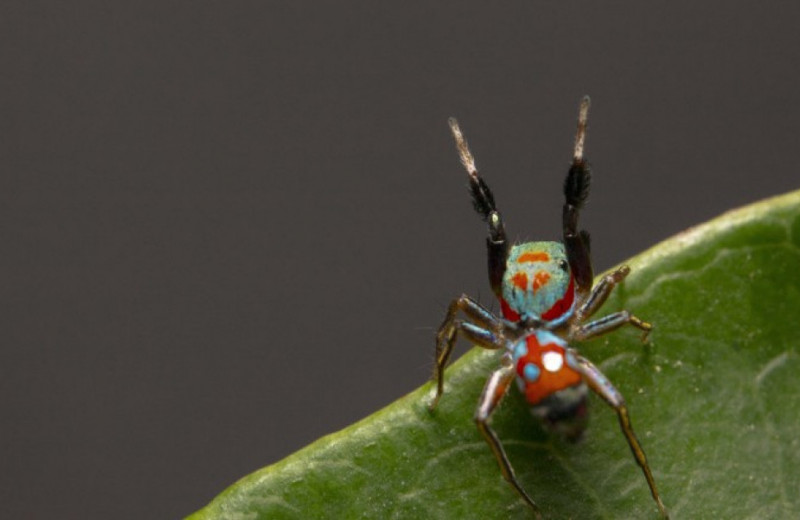 Подражание муравьям защитило скакунчиков от других пауков. А маскировочная окраска — от богомолов
