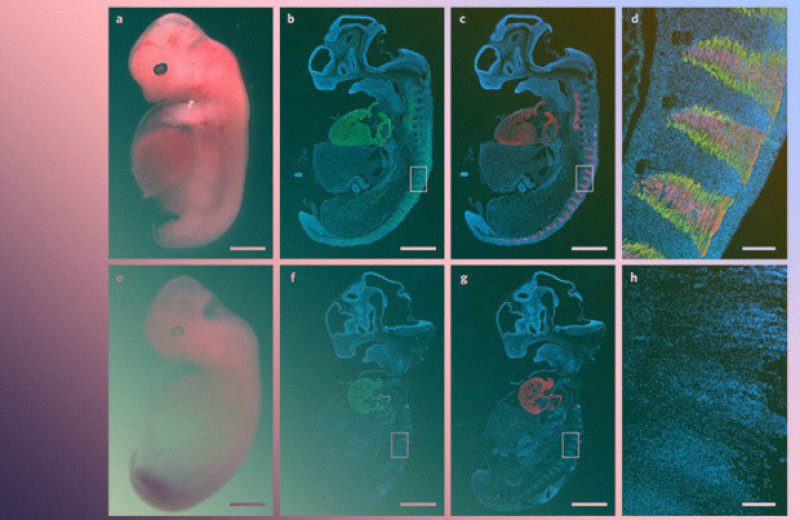 Человеческую мышцу вырастили внутри эмбриона свиньи