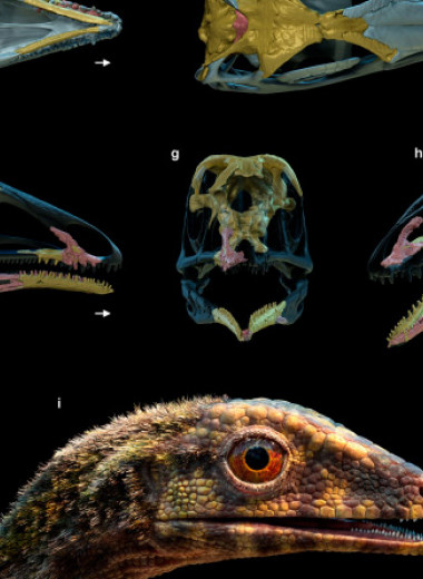 У птерозавров нашлись нелетающие родственники