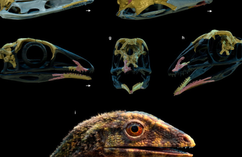 У птерозавров нашлись нелетающие родственники