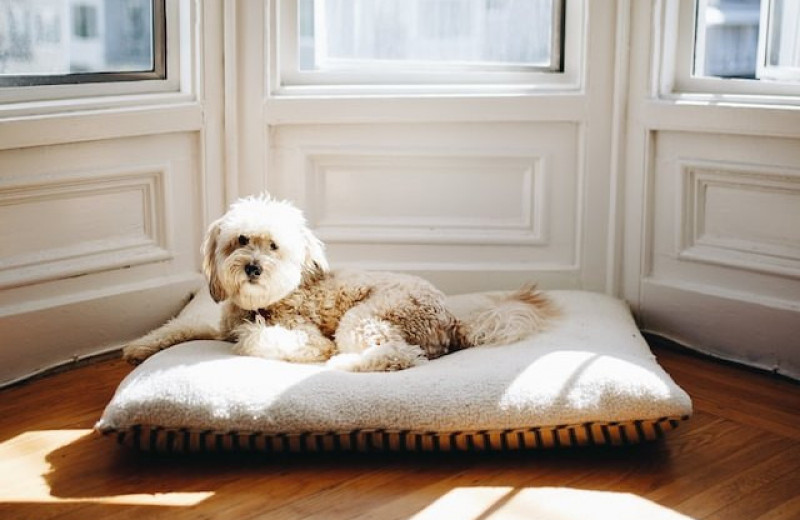 Самые беспроблемные собаки: 5 неприхотливых питомцев для квартиры